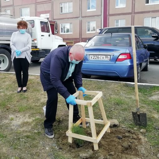 Владимир Семенов, Галина Лапковская, кедры, Пойково, экология