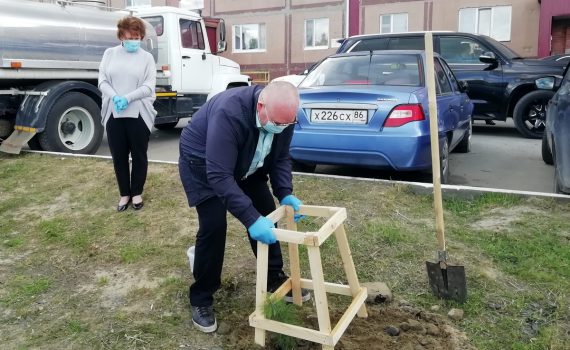 Владимир Семенов, Галина Лапковская, кедры, Пойково, экология